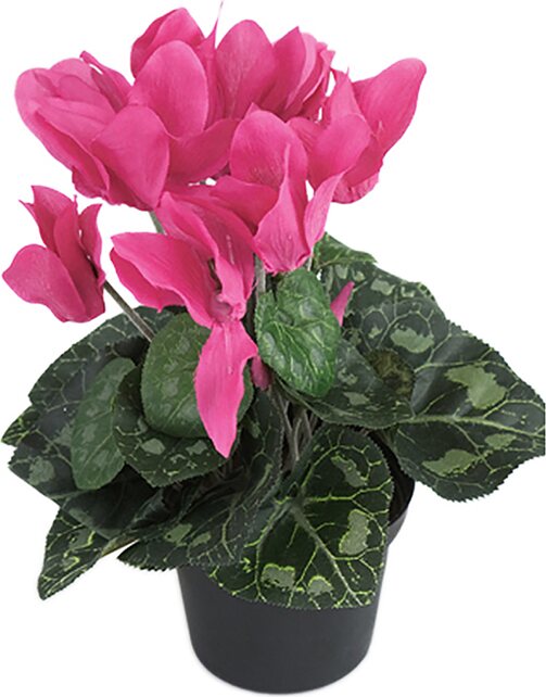 Mr. Plant Syklaami ruukussa Pinkki