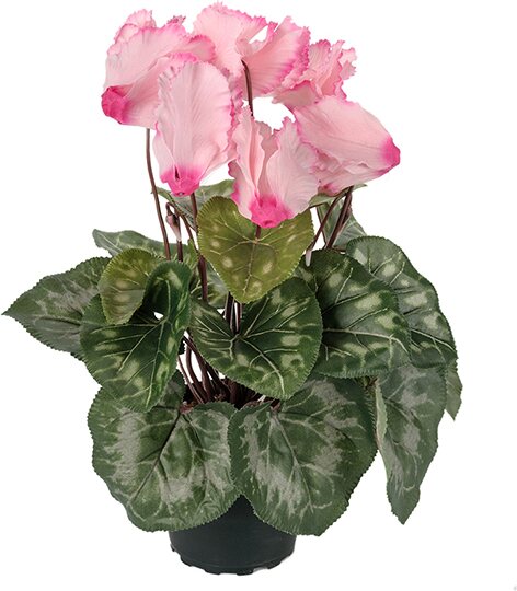 Mr. Plant Syklaami ruukussa Vaaleanpunainen