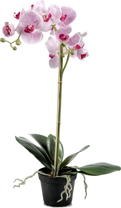 Mr. Plant iso orkidea ruukussa Valkoinen /Fuksia