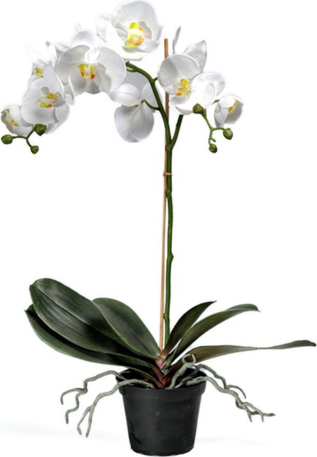 Mr. Plant iso orkidea ruukussa Valkoinen