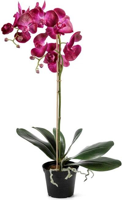 Mr. Plant iso orkidea ruukussa Fuksia