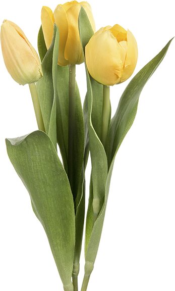 Mr. Plant tulppaani, kolmen sarja Keltainen