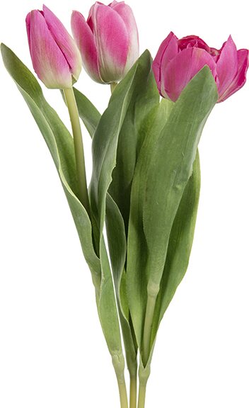 Mr. Plant tulppaani, kolmen sarja Pinkki
