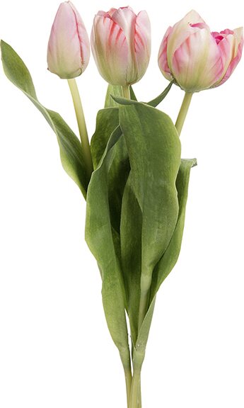 Mr. Plant tulppaani, kolmen sarja Pinkkireunainen