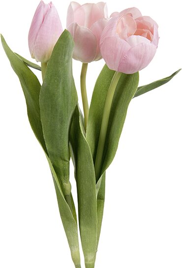 Mr. Plant tulppaani, kolmen sarja Vaaleanpunainen