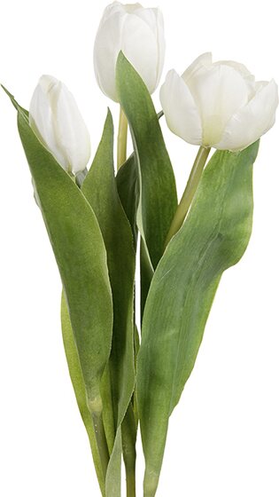 Mr. Plant tulppaani, kolmen sarja Valkoinen
