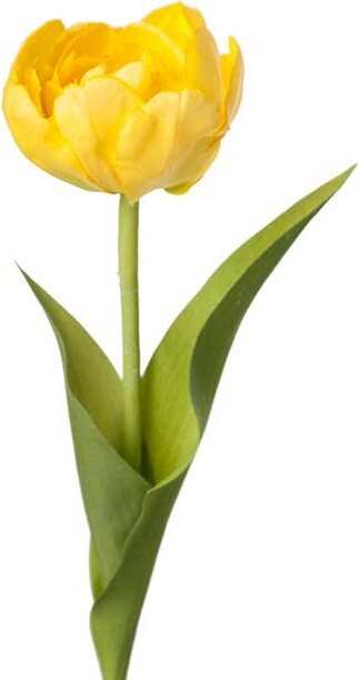 Mr. Plant tulppaani Keltainen