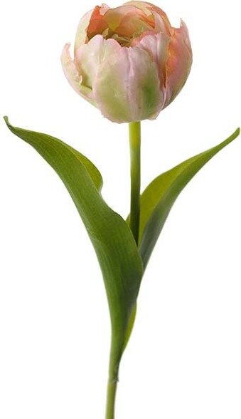 Mr. Plant tulppaani Vaalea