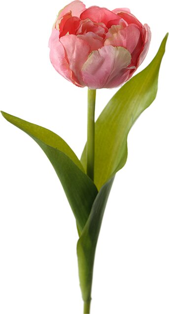 Mr. Plant tulppaani Vaaleanpunainen