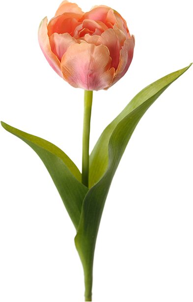 Mr. Plant tulppaani Vaaleanpunaoranssi