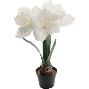 Mr. Plant valkoinen amaryllis ruukussa