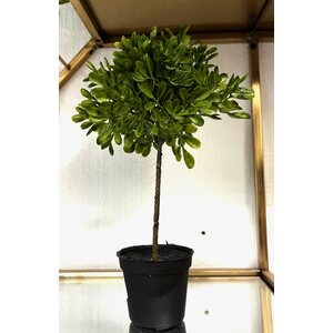 Mr. Plant pieni puu ruukussa, kolme erilaista