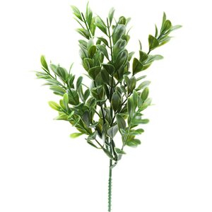 Mr. Plant puksipuun oksa