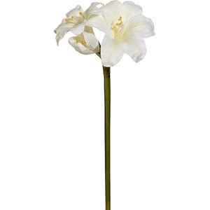 Mr. Plant valkoinen pieni amaryllis oksa