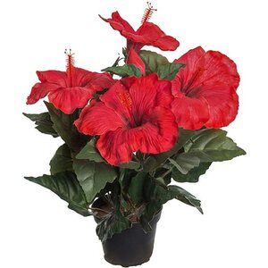 Mr. Plant punainen kiinanruusu ruukussa