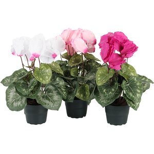Mr. Plant Syklaami ruukussa