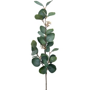 Mr. Plant Eucalyptuksen oksa marjoilla
