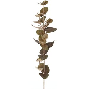 Mr. Plant Eucalyptuksen oksa
