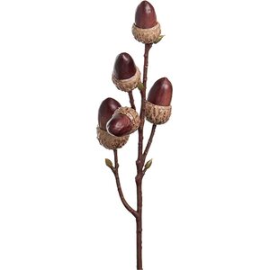 Mr. Plant Tammenterhon oksa