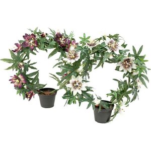 Mr. Plant kärsimyskukka kranssi ruukussa, kaksi väriä