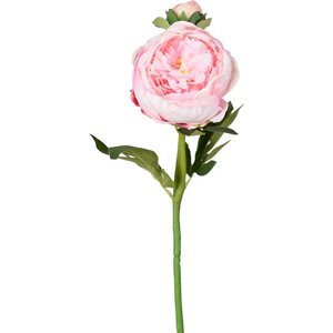 Mr. Plant vaaleanpunainen Pioni, kukka ja nuppu