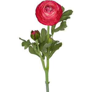 Mr. Plant kirsikanvärinen jaloleinikki, ranuncel