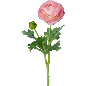 Mr. Plant vaalea pinkki ranuncel, jaloleinikki