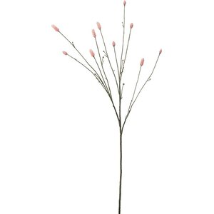Mr. Plant vaaleanpunainen pimpinella kestokukkaoksa