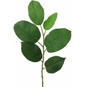Mr. Plant Salal lehti