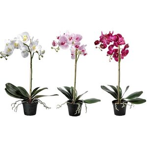 Mr. Plant iso orkidea ruukussa