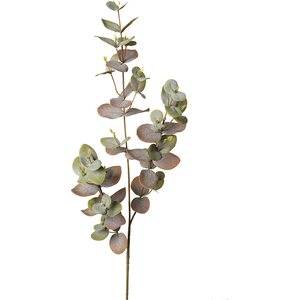 Mr. Plant pitkä eucalyptus oksa