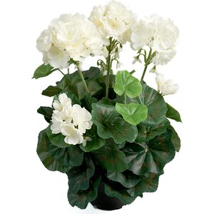 Mr. Plant Valkoinen pelargoni ruukussa
