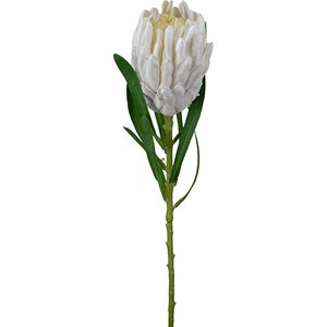 Mr. Plant Valkoinen protea