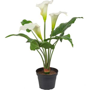 Mr. Plant Valkoinen kalla ruukussa