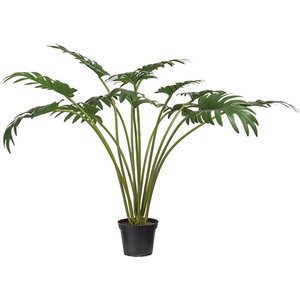 Mr. Plant Köynnösvehka