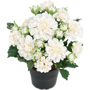 Mr. Plant Valkoinen daalia ruukussa