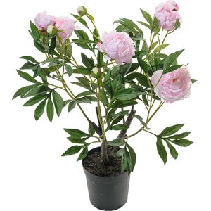 Mr. Plant Vaaleanpunainen pioni ruukussa