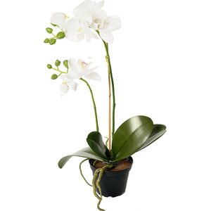 Mr. Plant valkoinen orkidea ruukussa