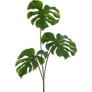 Mr. Plant Peikonlehti, 3 lehteä