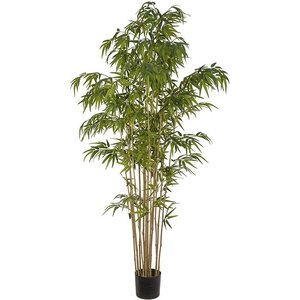 Mr. Plant bambu, 210 cm