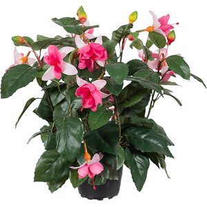Mr. Plant fuksianvärinen verenpisara ruukussa